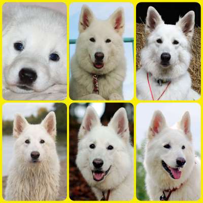 Hunde Porträt (Portrait) Galerie....-Beitrag-Bild