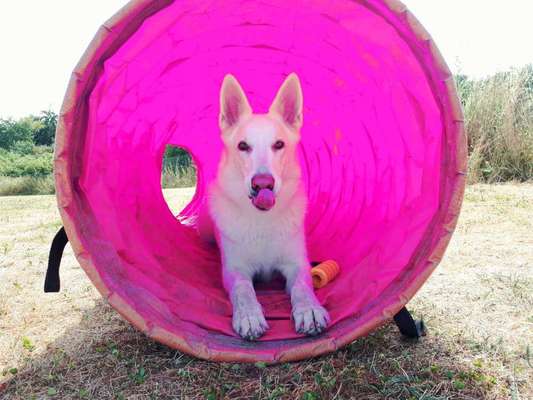 Farben-Fotochallenge: Rosa-Beitrag-Bild