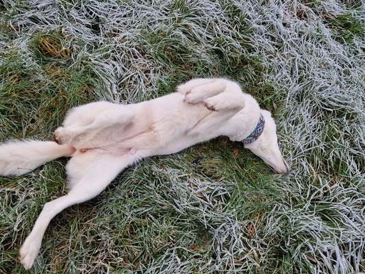 Dogorama Photo Challenge - Wälzen-Beitrag-Bild