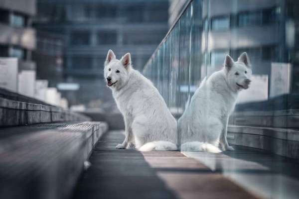 Dogorama Photo Challenge - TV Hund-Beitrag-Bild