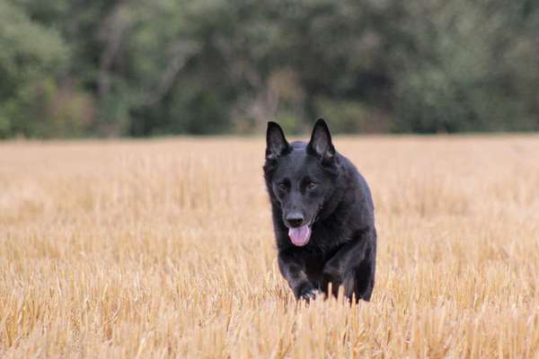 Black dogs are beautiful-Beitrag-Bild