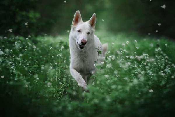 Farben Fotochallenge Thema ,,Grün"-Beitrag-Bild