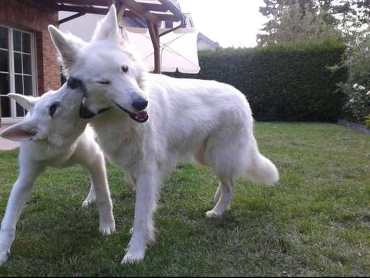 Comedyprogramm Hund:-Beitrag-Bild