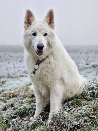 Foto Challenge Nr.: 114
Hunde im Schnee-Beitrag-Bild