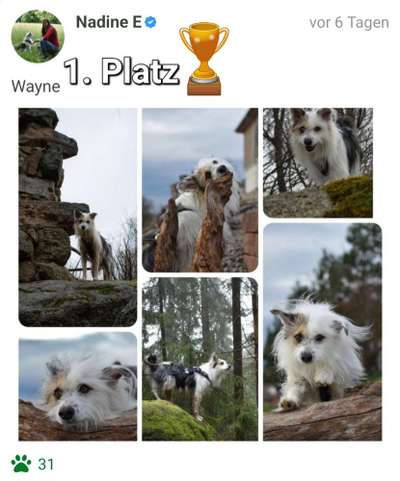 31. Collagen Challenge - Bänke/ Steine /Baumstümpfe-Beitrag-Bild