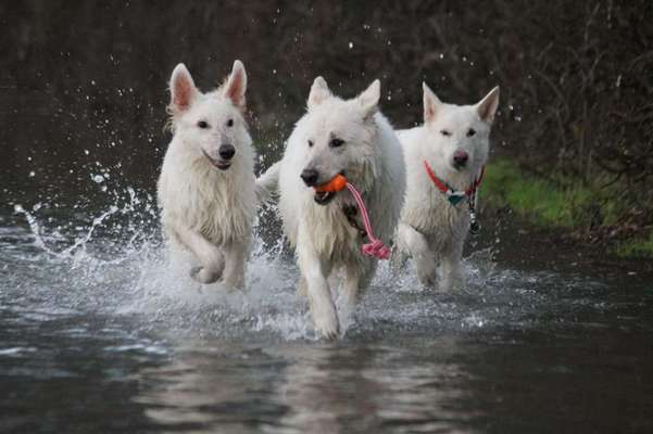 Dogorama Photo Challenge - Apportieren-Beitrag-Bild