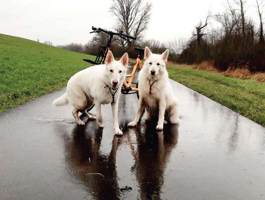 Die Dogorama Wochen Challenge: “Regenspaziergänge"-Beitrag-Bild