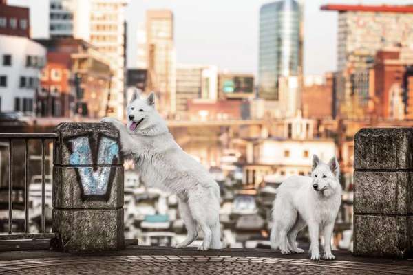 4. Farben/Fotochallenge:          Bunt und Farbenfroh-Beitrag-Bild