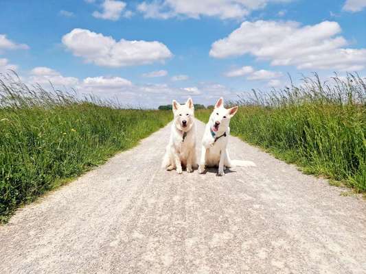 156. Fotochallenge *** DEIN HUND UND DIE WUNDERSCHÖNEN WOLKEN ***-Beitrag-Bild