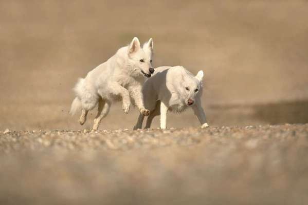 Fotochallenge 66 ~ Rennaction -Zeig deinen Hund im Lauf-Beitrag-Bild