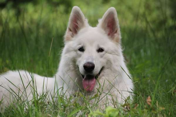 Dogorama Photo Challenge - Einmal lächeln bitte-Beitrag-Bild