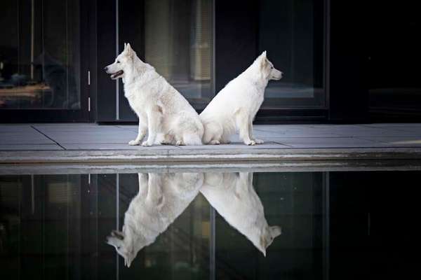 Dogorama Photo Challenge - Pfützen & Spiegelungen-Beitrag-Bild