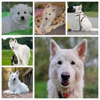 11. Collagen-Challenge
Dein*e Hund*e in verschiedenen Lebensphasen-Beitrag-Bild