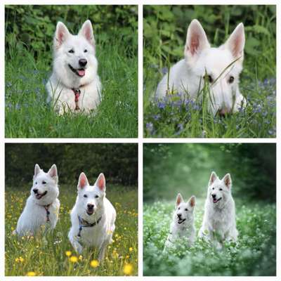 39. Collagen Challenge - Dein Hund auf einer Wiese-Beitrag-Bild