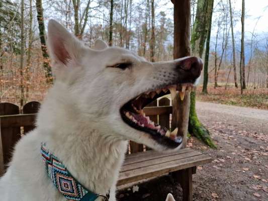 26. Handy Foto Challenge-Beitrag-Bild