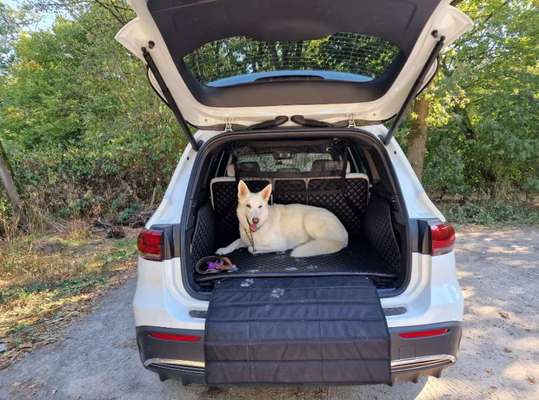 Foto Challenge Thema "Hunde im Auto"-Beitrag-Bild