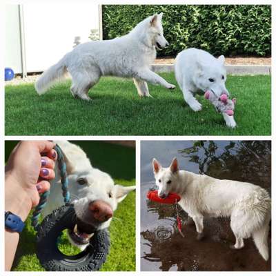 15. Collagenchallenge 
Dein Hund und sein Lieblingsspieli-Beitrag-Bild