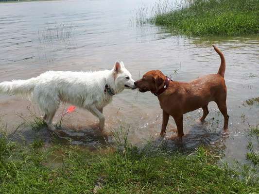 FOTOCHALLENGE 68: Dein Hund und sein bester Freund-Beitrag-Bild