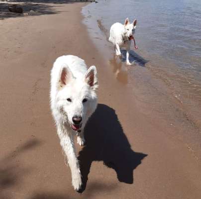 43. Collage Challenge - Schattenspiele-Beitrag-Bild