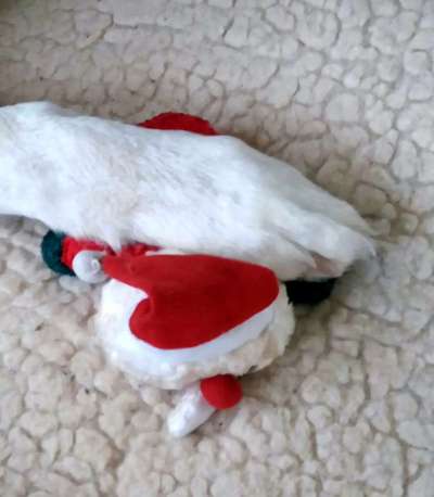 Fotochallenge 111: Endlich! Morgen kommt der Nikolaus..-Beitrag-Bild