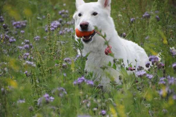 Dogorama Photo Challenge - Apportieren-Beitrag-Bild