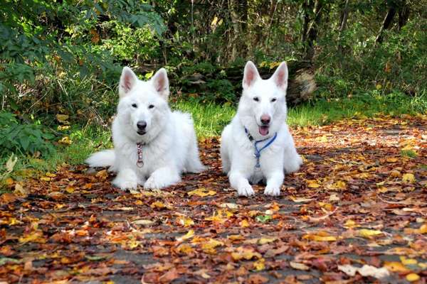 33.Farben Challenge: 
Thema Herbstfarben-Beitrag-Bild