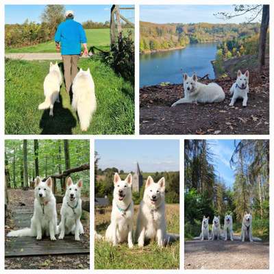 29. Collagen Challenge - Wandern mit Hund-Beitrag-Bild