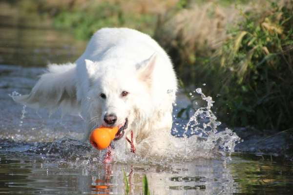 Fotochallenge Nr.105  Glücksmomente-Beitrag-Bild