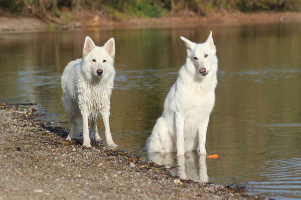 Dogorama-Monats-Challenge-Mai "Wasser"-Beitrag-Bild