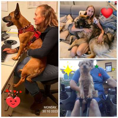 85. Foto Challenge : Schosshund-Beitrag-Bild