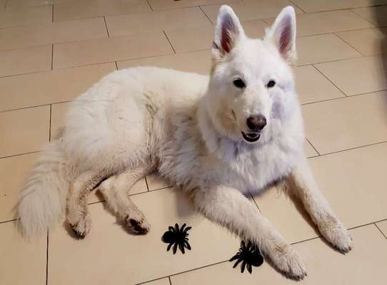 Fotochallange Nr.53 "HALLOWEEN"-Beitrag-Bild