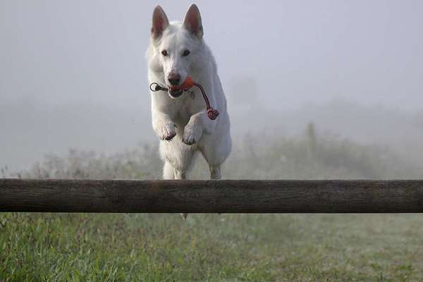 CHALLENGE NR.35 - The flying dog/Hund im Flug-Beitrag-Bild