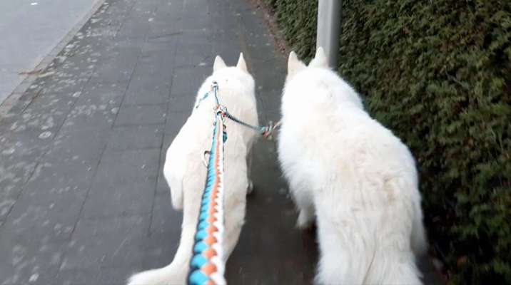 Dogorama Photo Challenge - an der Leine-Beitrag-Bild