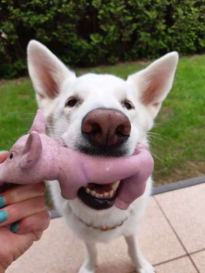 Zeigt her eure Hundenasen-Beitrag-Bild