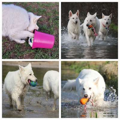 15. Collagenchallenge 
Dein Hund und sein Lieblingsspieli-Beitrag-Bild