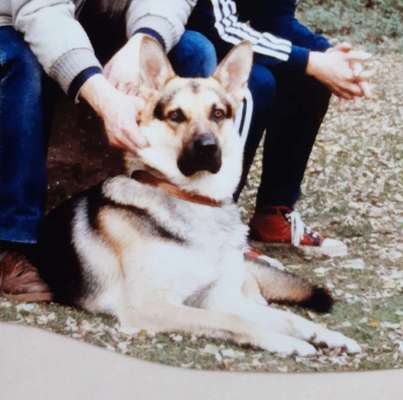 Fotochallenge Nr. 104 : Hommage an deinen ersten Hund-Beitrag-Bild