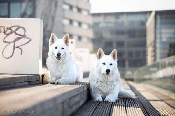 Doppelgänger gesucht !-Beitrag-Bild