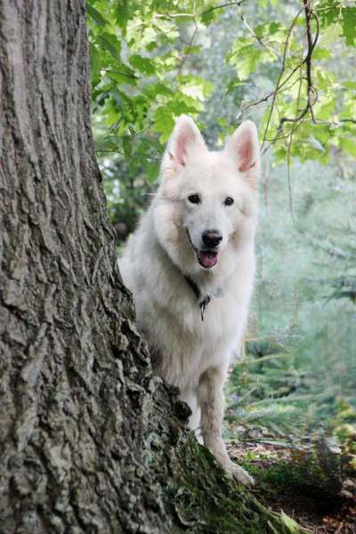 Foto -Challenge  Thema : Dein Hund Im Wald-Beitrag-Bild