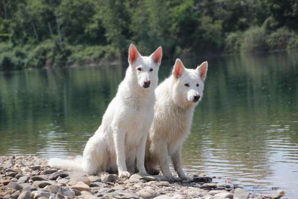Weißer Schweizer Schäferhund-Beitrag-Bild