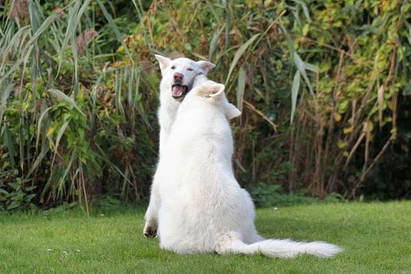 Foto Challenge 103    Hundefreundschaften-Beitrag-Bild