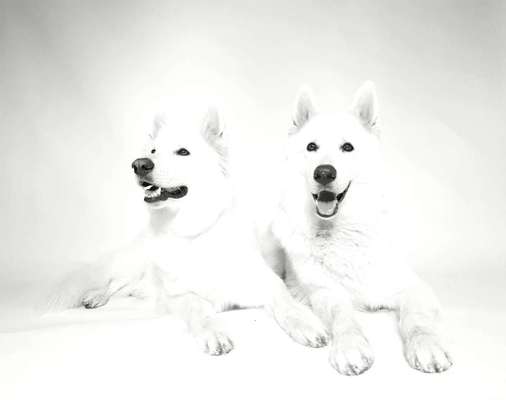 14. Farbenfoto-Challenge "Weiss"-Beitrag-Bild