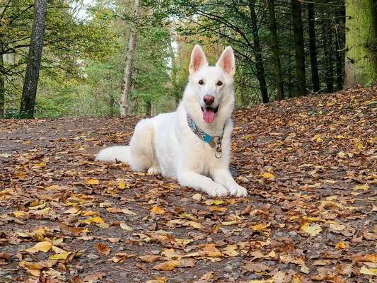 26. Farben Fotochallenge "Herbstfarben"-Beitrag-Bild