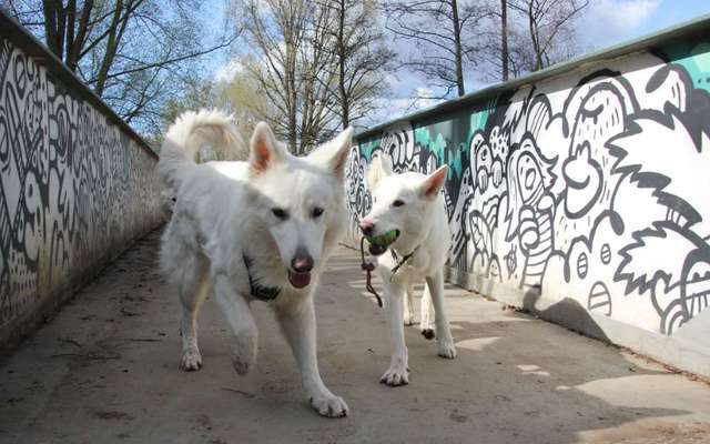 Dogorama Photo Challenge - Brücken-Beitrag-Bild