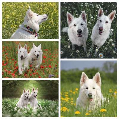 27. Collagen Challenge - Dein Hund mit Blume(n)-Beitrag-Bild