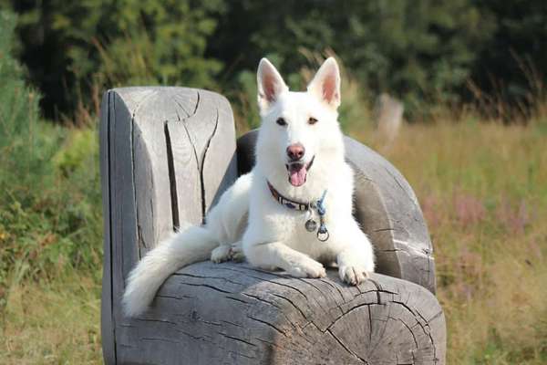 Dogorama Photo Challenge - Einmal lächeln bitte-Beitrag-Bild