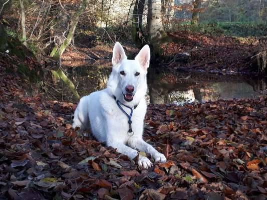 Die Dogorama Kalender Challenge Teil 1/4-Beitrag-Bild