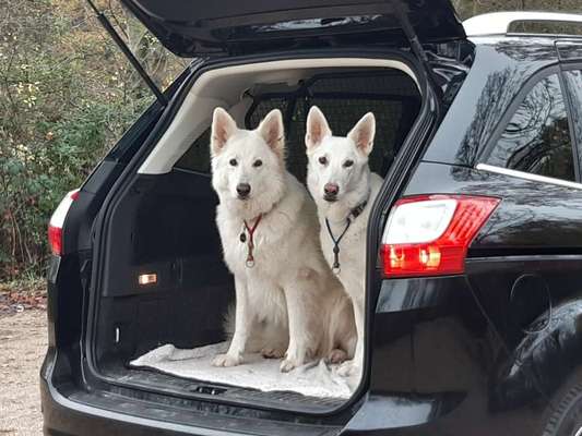 FOTOCHALLENGE 70 - Dein Hund im Auto-Beitrag-Bild