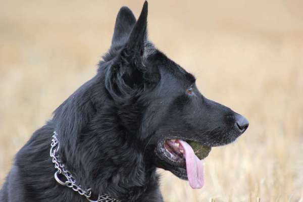 Schäferhund-Beitrag-Bild