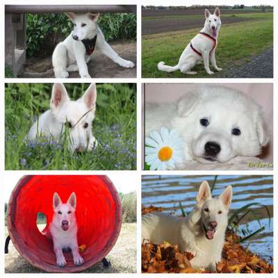 11. Collagen-Challenge
Dein*e Hund*e in verschiedenen Lebensphasen-Beitrag-Bild