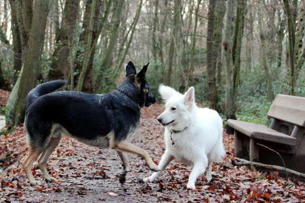 Fotosammlung: ,,Der natürliche Hund" Unbearbeitet, ungestellt und in Natura-Beitrag-Bild
